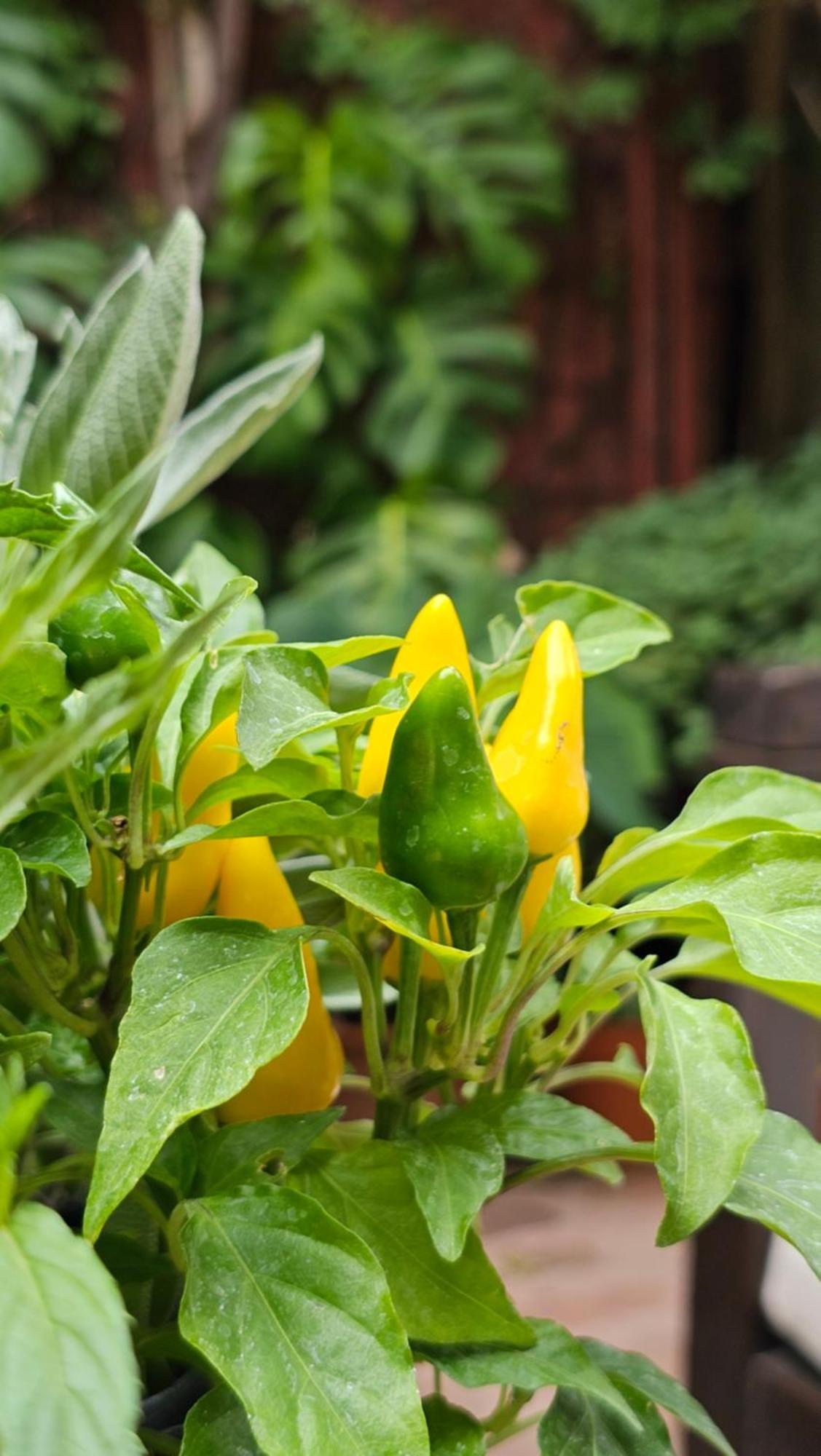 Be Jardin Escondido By Coppola Hotel Buenos Aires Ngoại thất bức ảnh